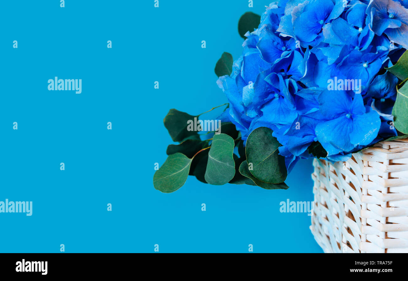 Bouquet blue hydrangea on a blue background Stock Photo - Alamy