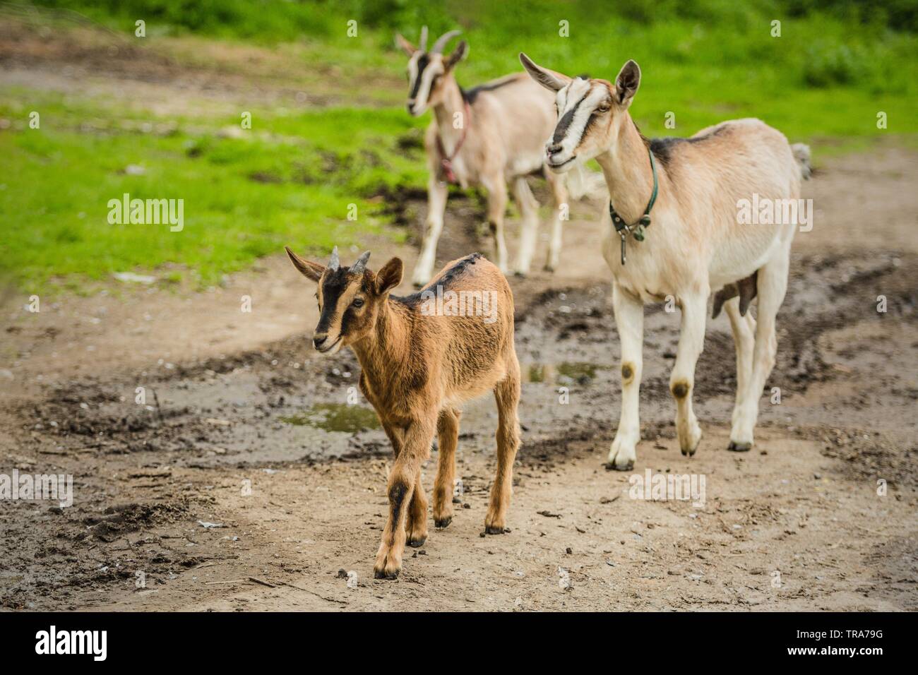 Herd of brown and beige domestic goats walking on muddy path. Green grass in background. Sunny spring day at a farm. Stock Photo