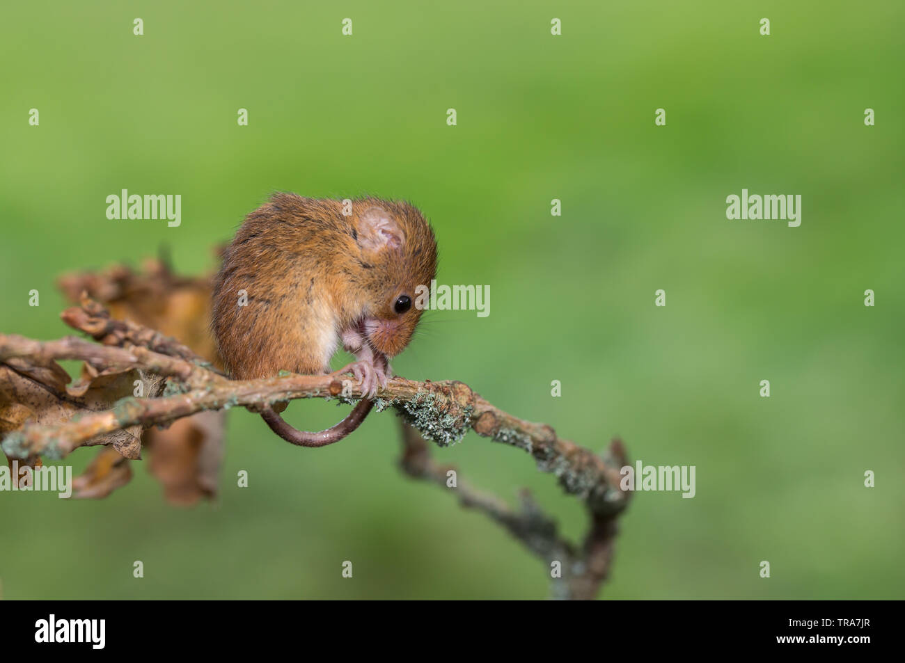 The harvest mouse is a small rodent native to Europe and Asia. It is typically found in fields of cereal crops Stock Photo