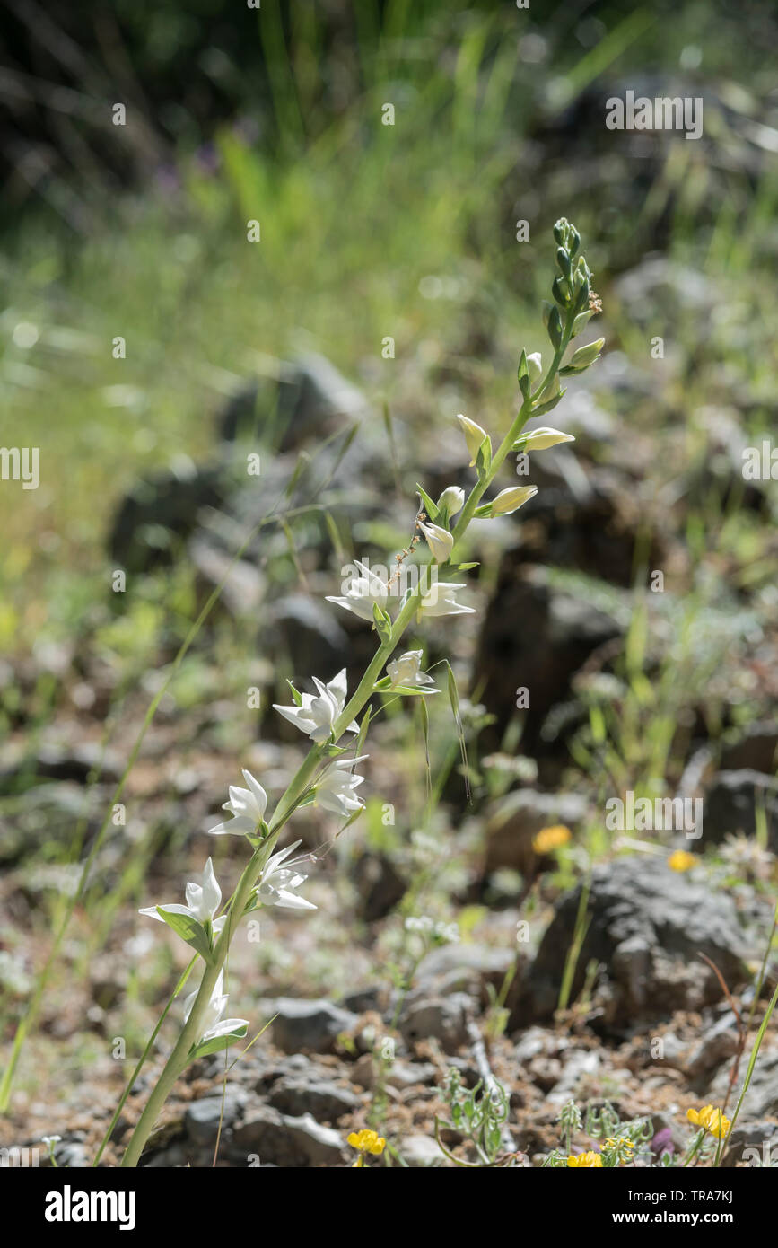 Flower spike of Eastern Hooded Helleborine (Cephalanthera epipactoides) Stock Photo