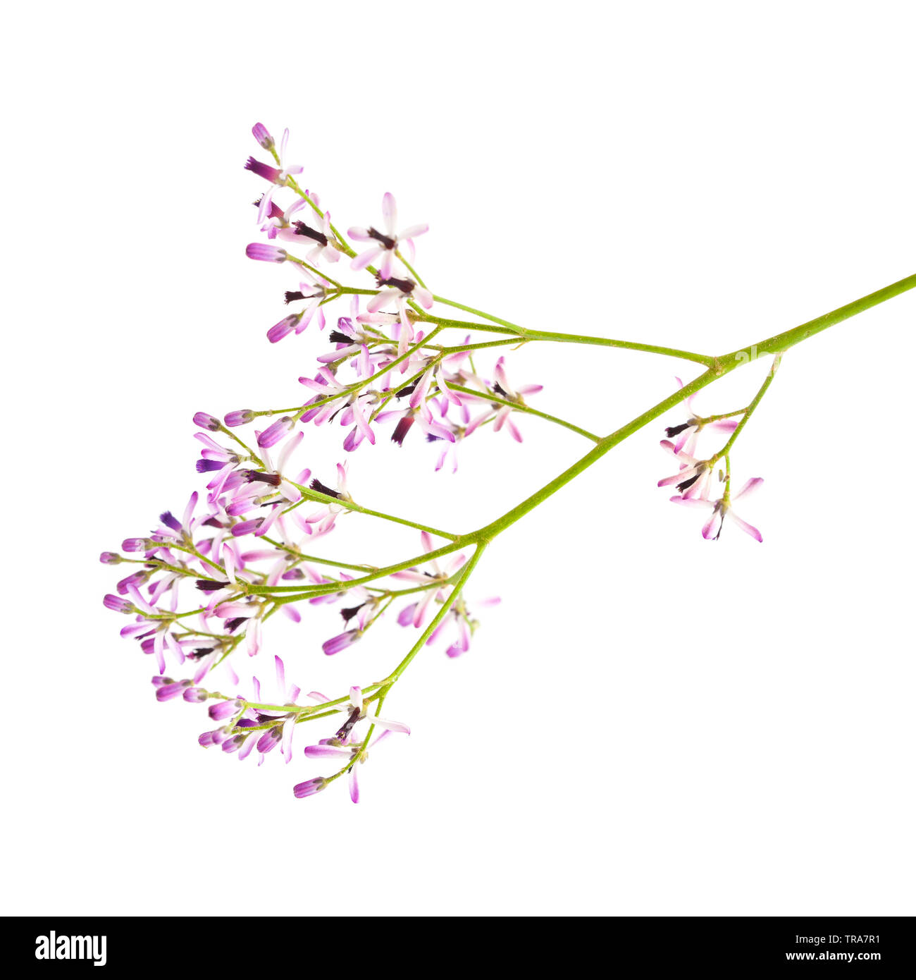 Melia azedarach, AKA chinaberry tree twig with flowers isolated on white Stock Photo
