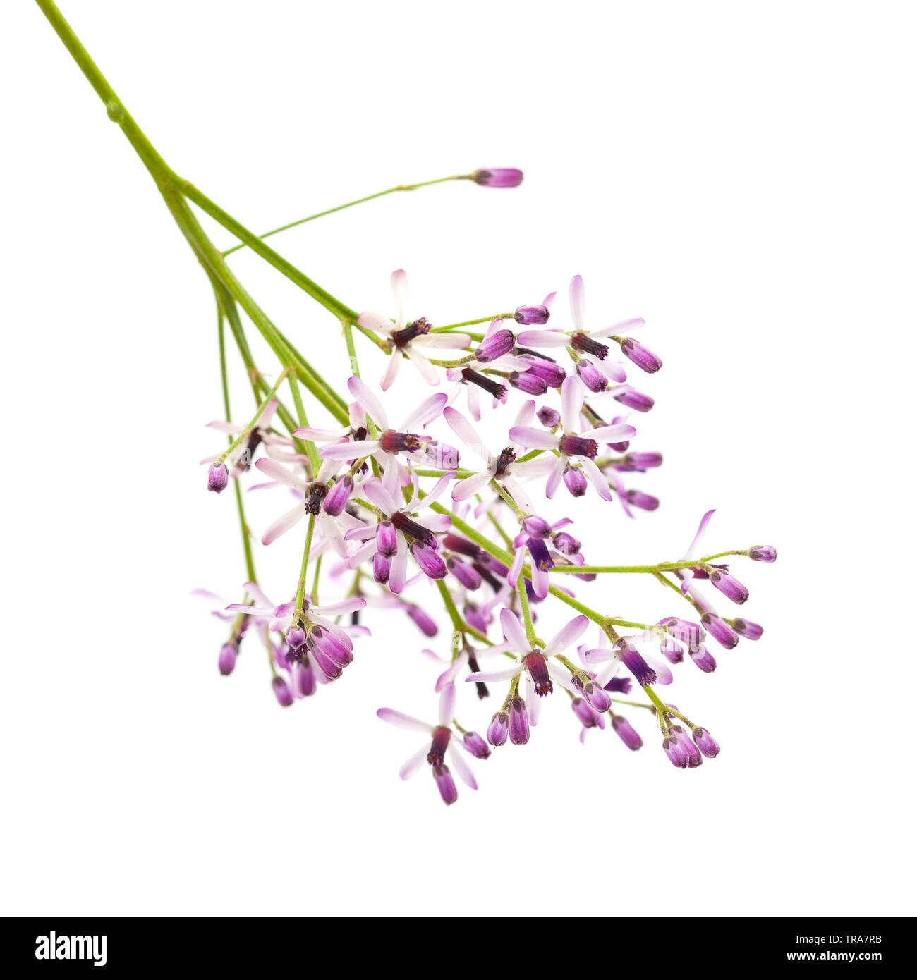 Melia azedarach, AKA chinaberry tree twig with flowers isolated on white Stock Photo