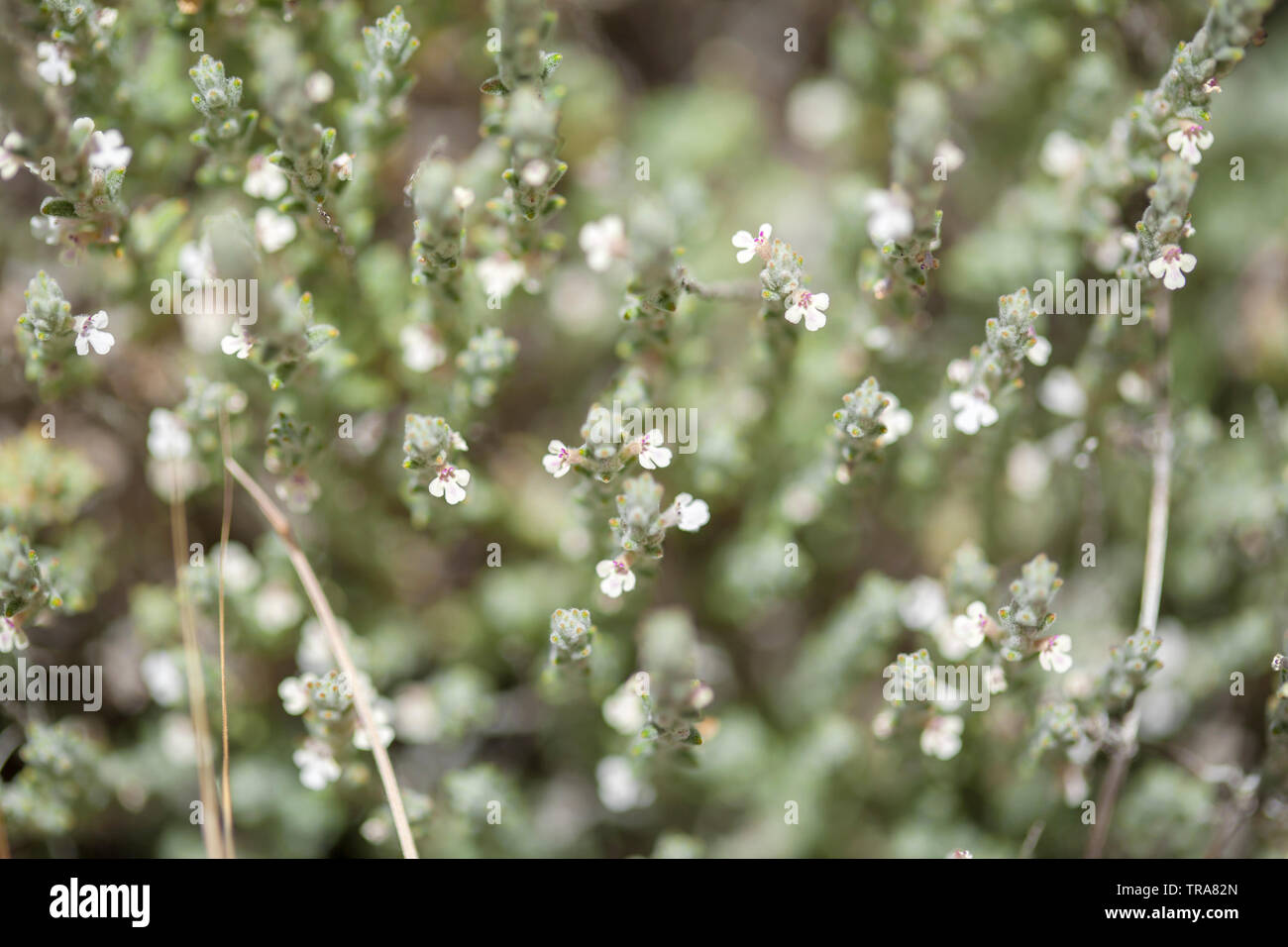 flora of Gran Canaria - flowering micromeria, locally called thyme Stock Photo