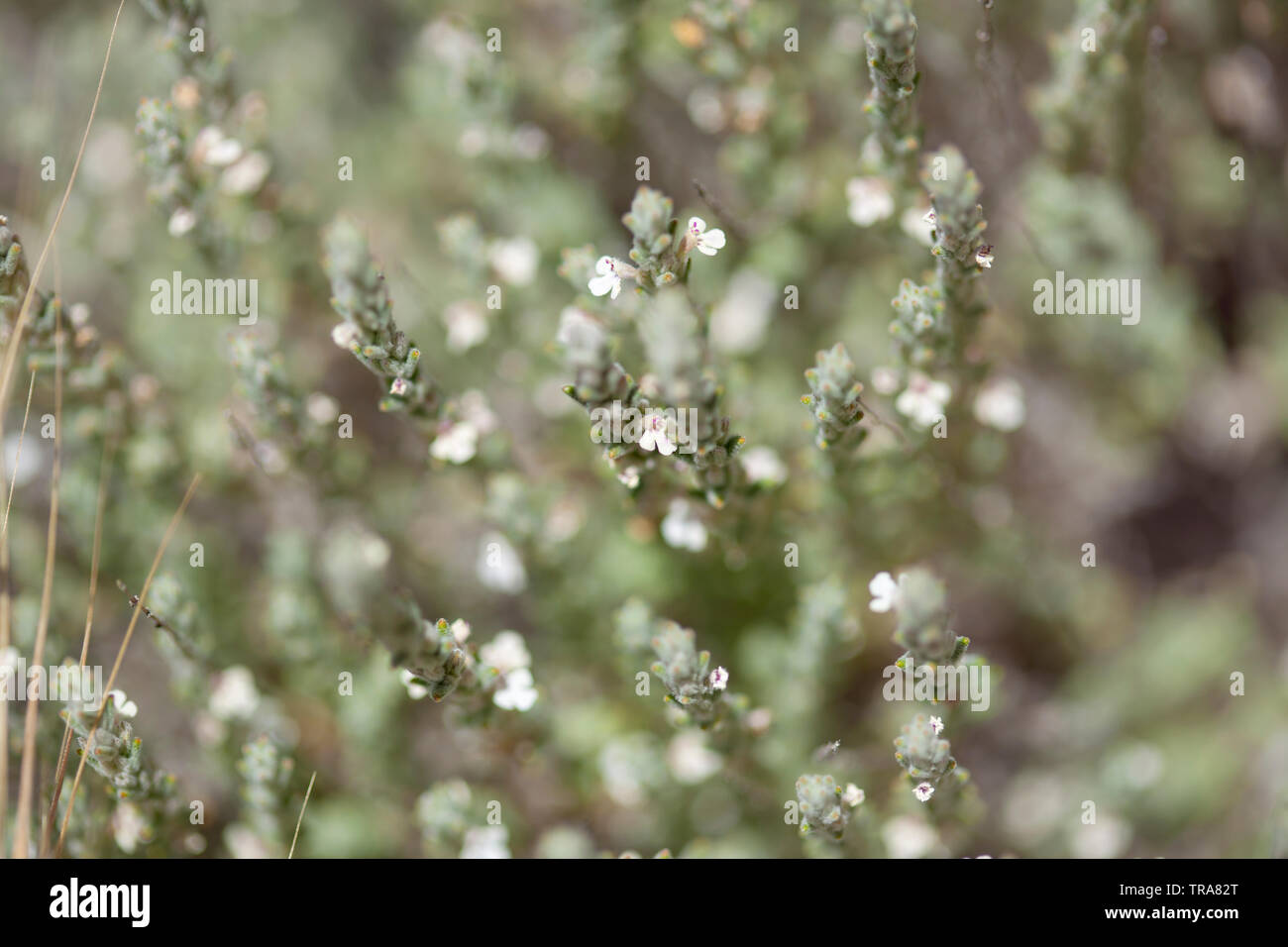 flora of Gran Canaria - flowering micromeria, locally called thyme Stock Photo