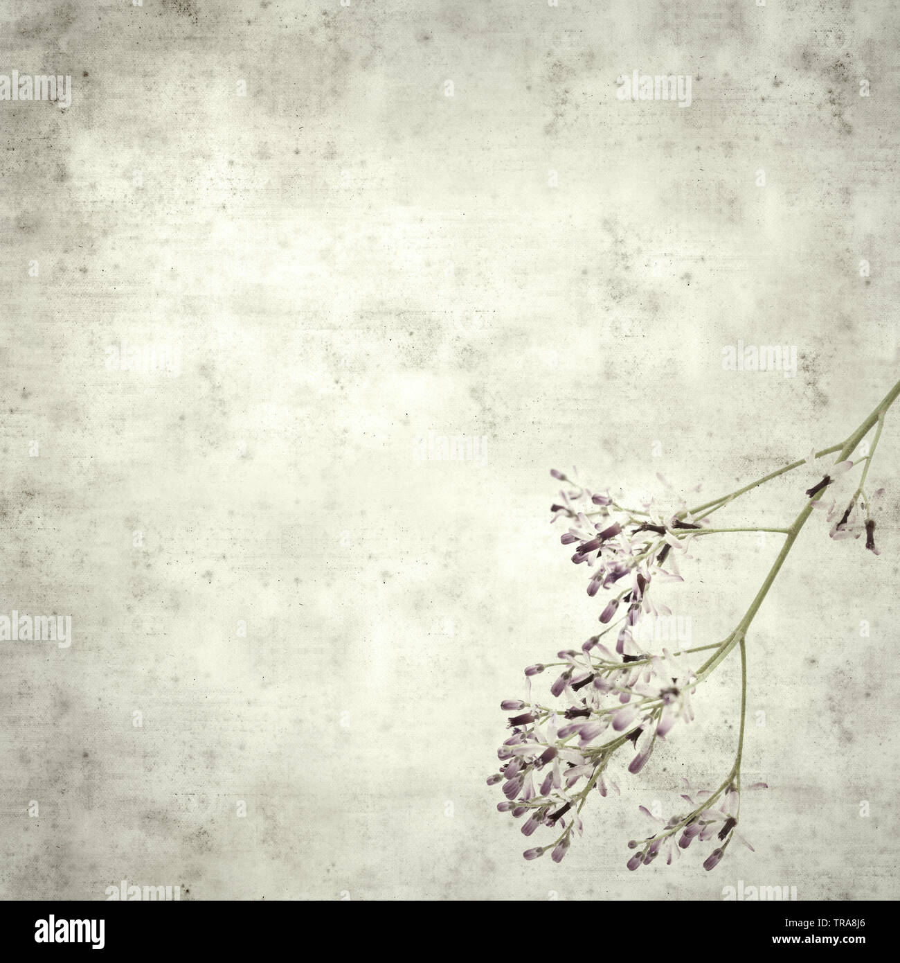 textured stylish old paper background, square, with pale lilac flowers of chinabery tree Stock Photo