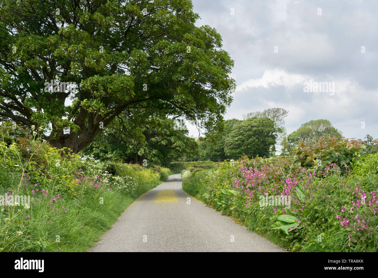Flower Line Road on Anglesey, Wales, UK Stock Photo