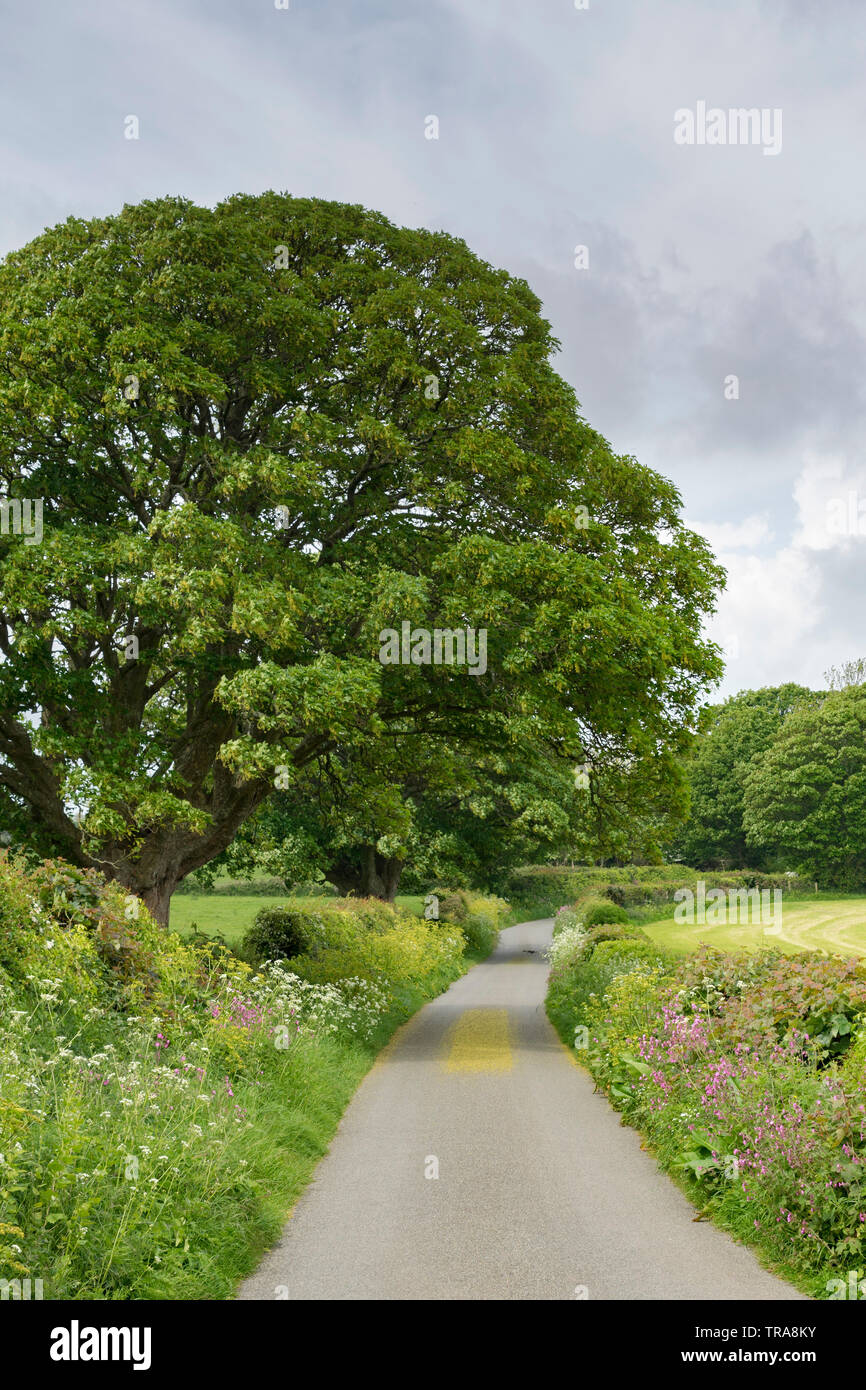 Flower Line Road on Anglesey, Wales, UK Stock Photo