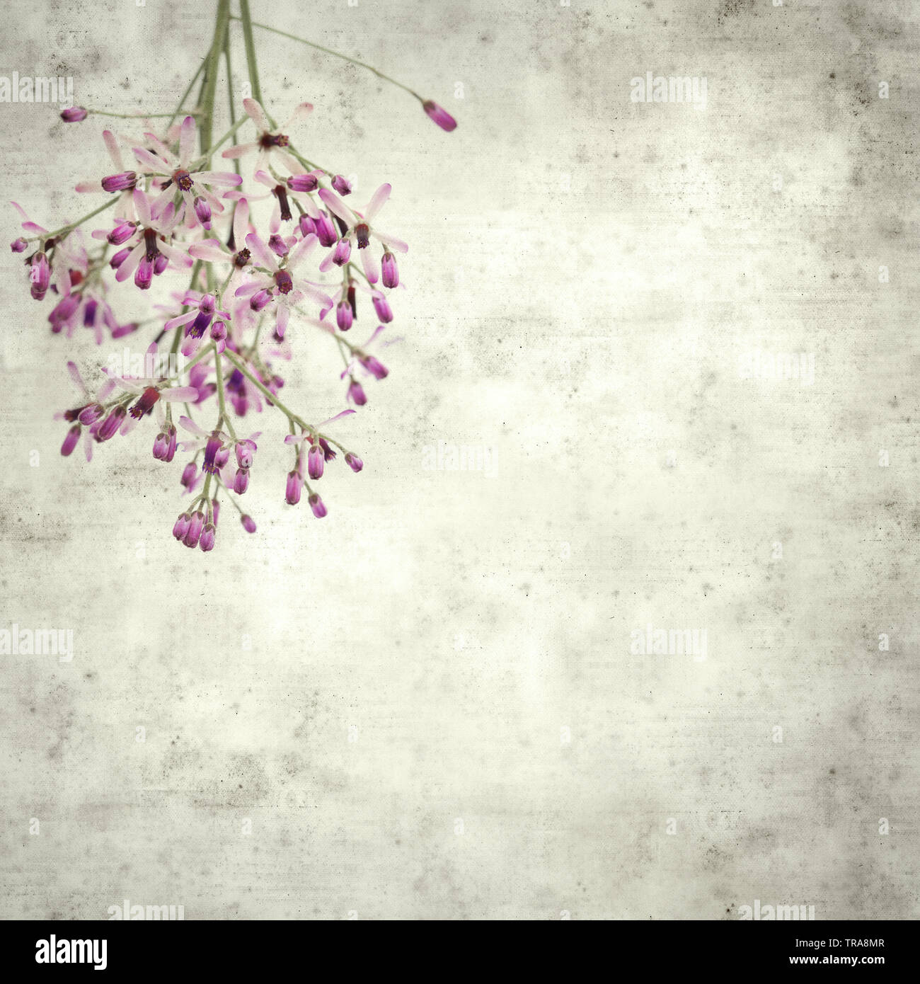 textured stylish old paper background, square, with pale lilac flowers of chinabery tree Stock Photo