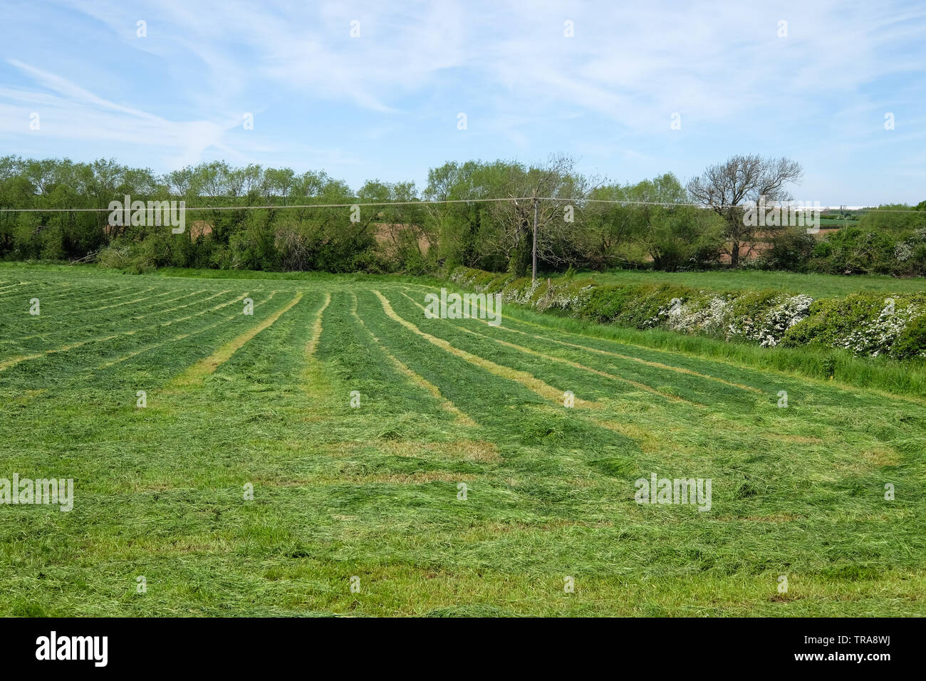 grass cut in a farmers field Stock Photo