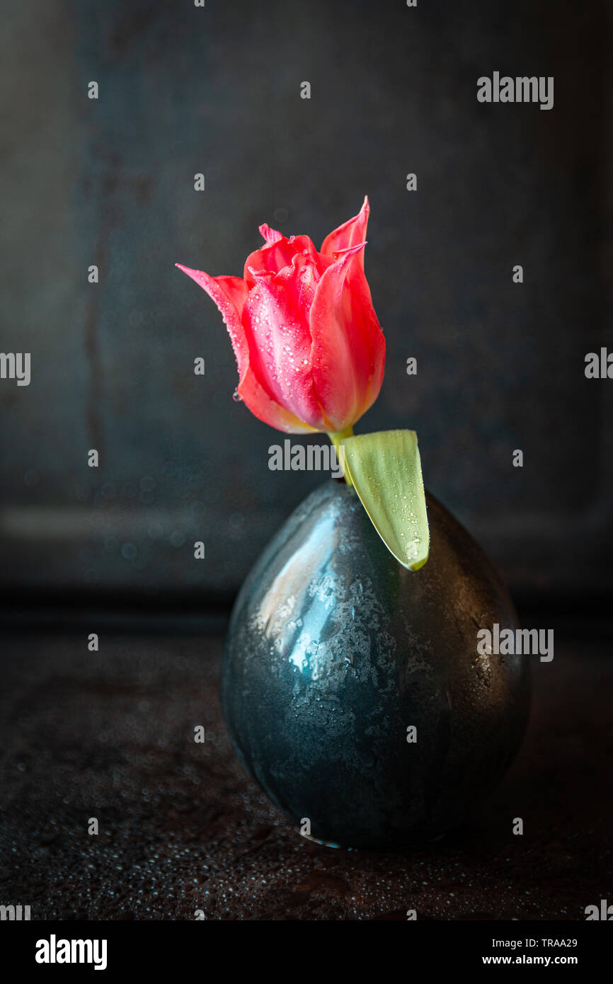Still life with a single red tulip in a dark ceramic vase close up with ...