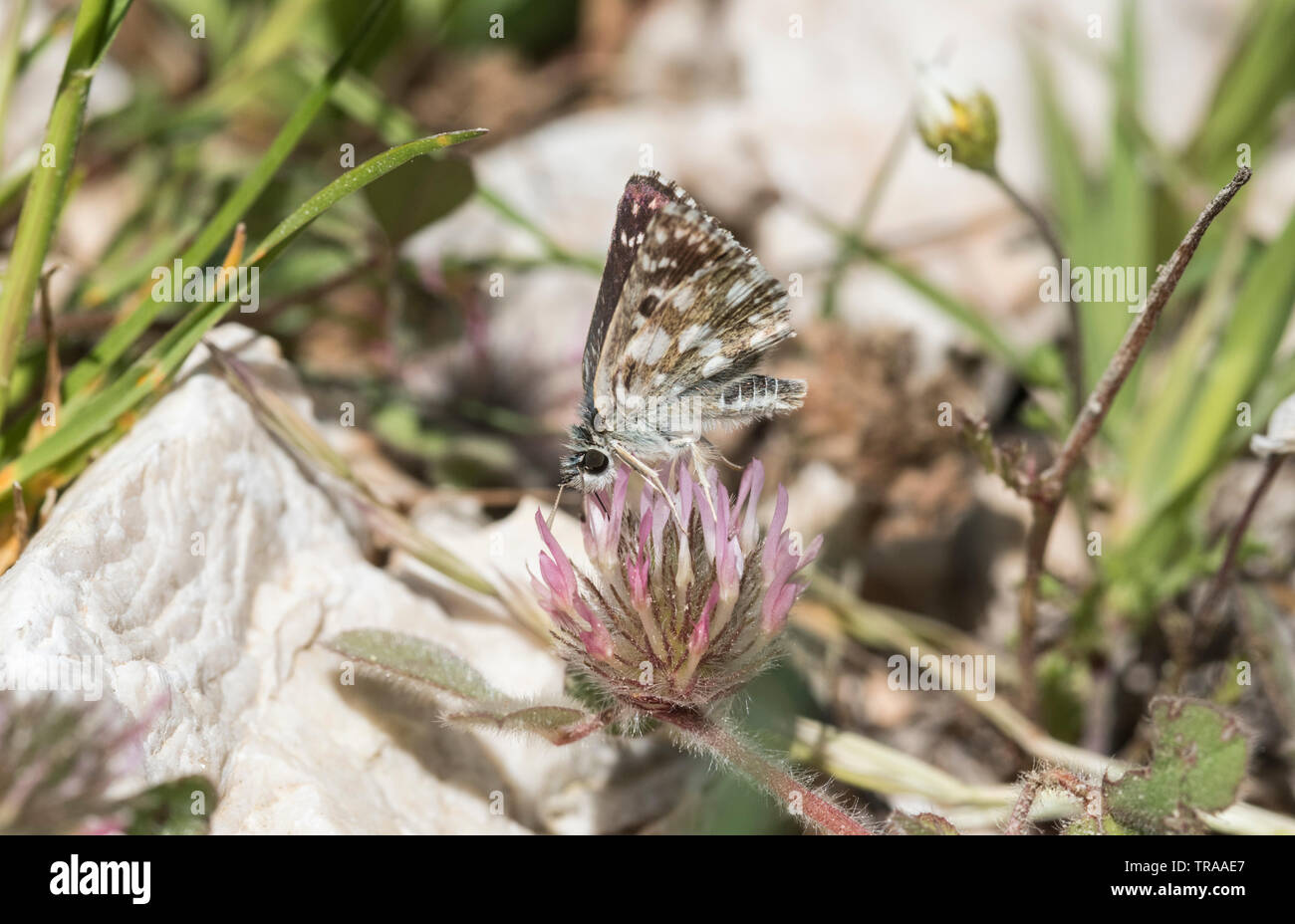 Grizzled Skipper (Pyrgus malvae) feeding on a clover Stock Photo