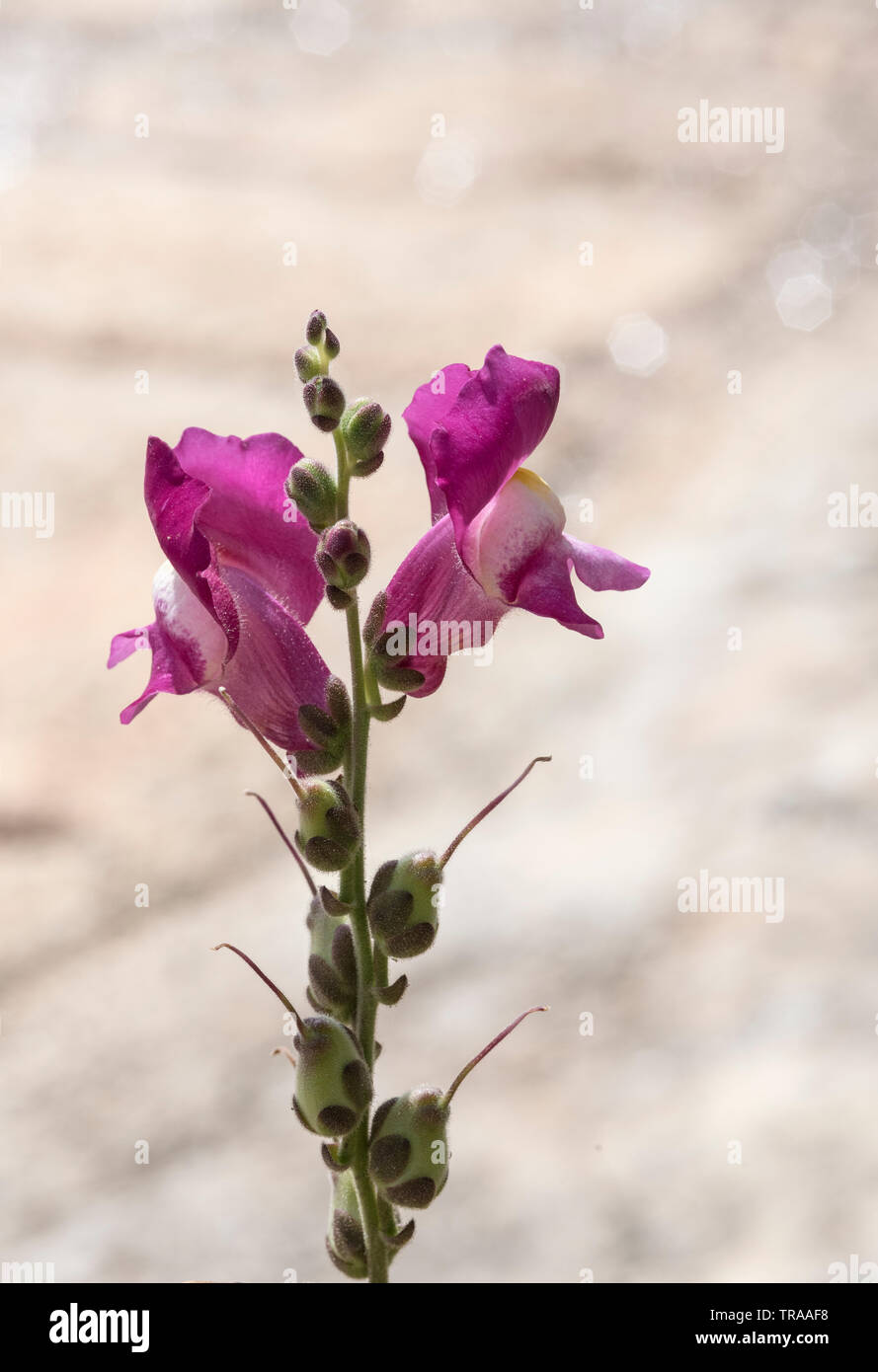 Flowers of Common Snapdragon (Antirrhinum majus) Stock Photo