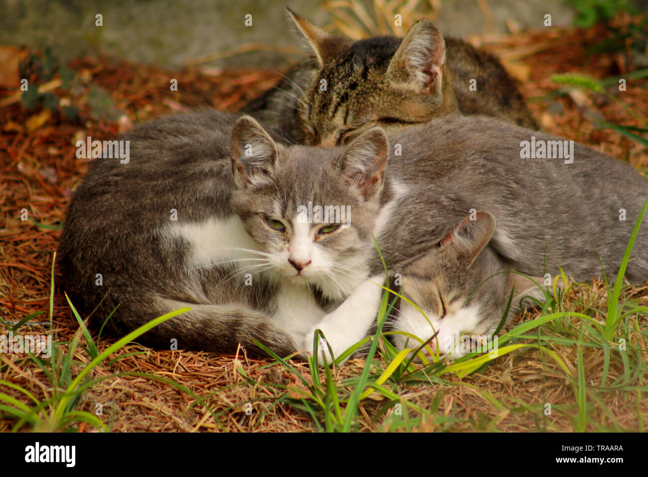 Portrait of three little domestic kitties sleeping on grass in garden