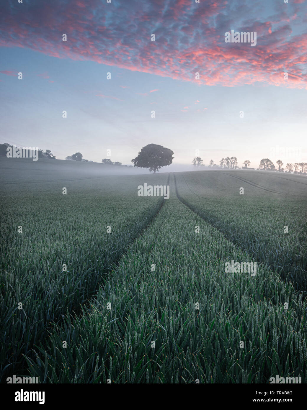 A lone tree in a green wheat field on a misty morning Stock Photo - Alamy