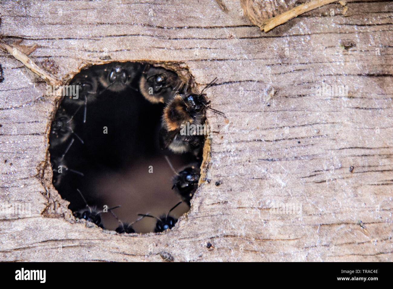 Bumble Bees colonising a birdbox and gathered round the entrance of the hive.. Stock Photo
