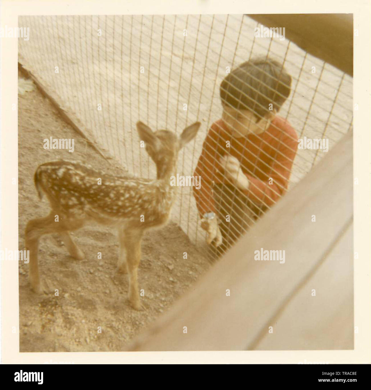 A vintage photo of a young boy at a zoo, looking through a fence at a baby deer fawn. Photo circa late nineteen sixties, early seventies. Stock Photo