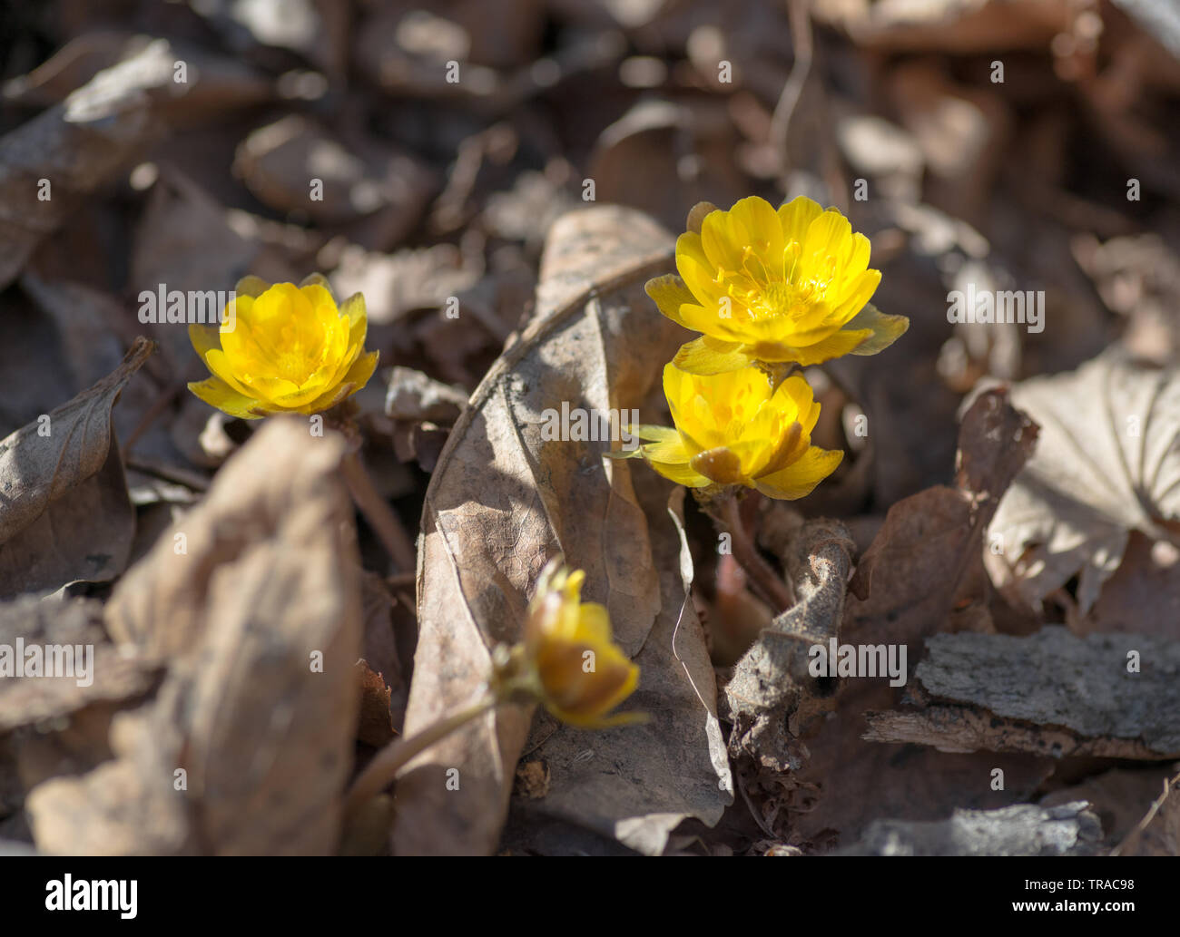 Close up view of the first spring flowers among withered leaves. Selective focus with shallow depth of field. Stock Photo