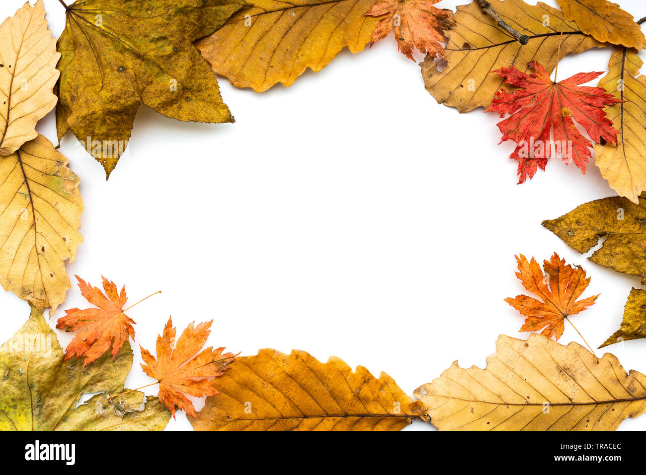 Frame with autumn leaves on white background Stock Photo - Alamy