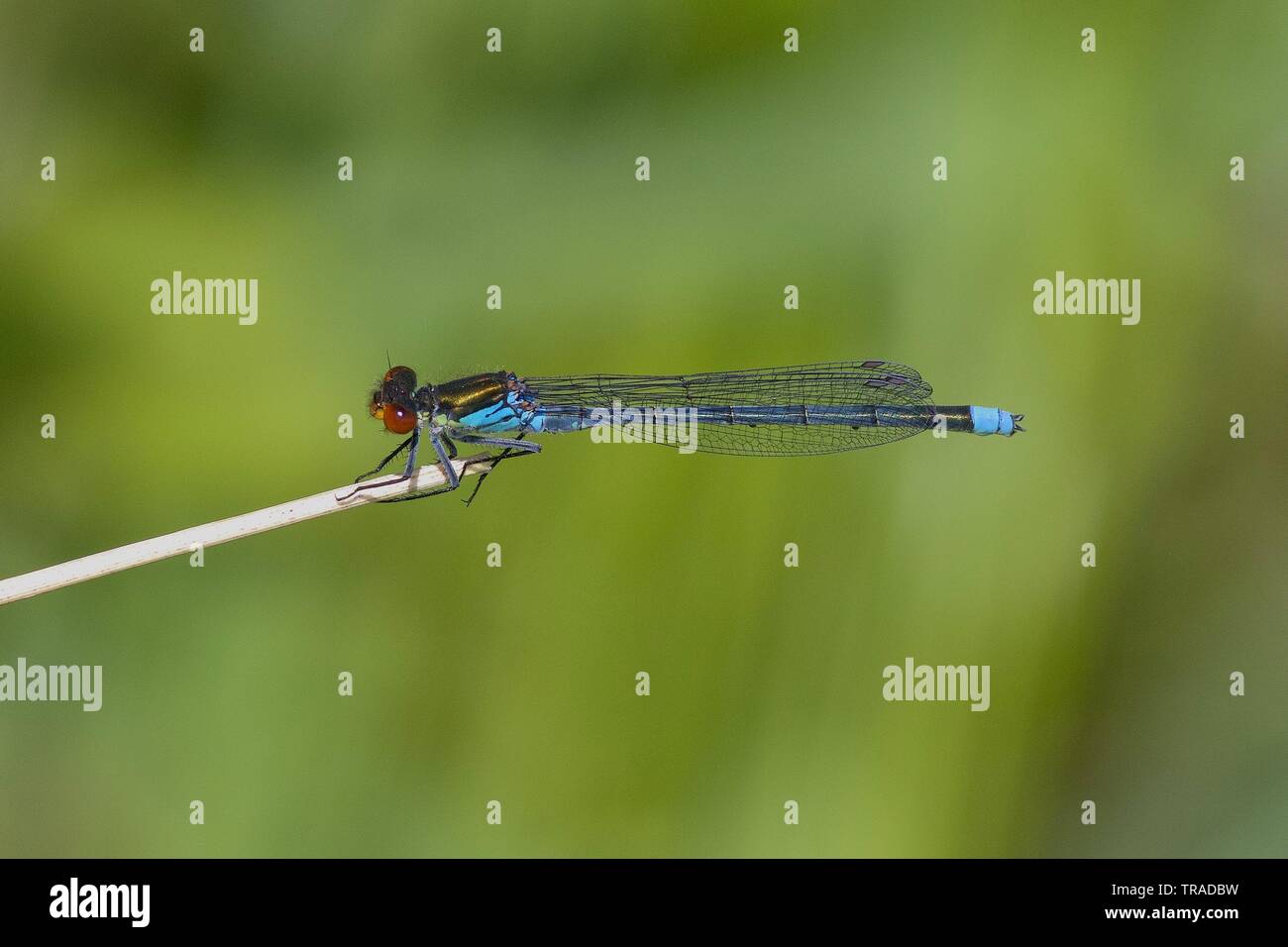 Red-eyed Damselfly resting in the spring sun. Stock Photo