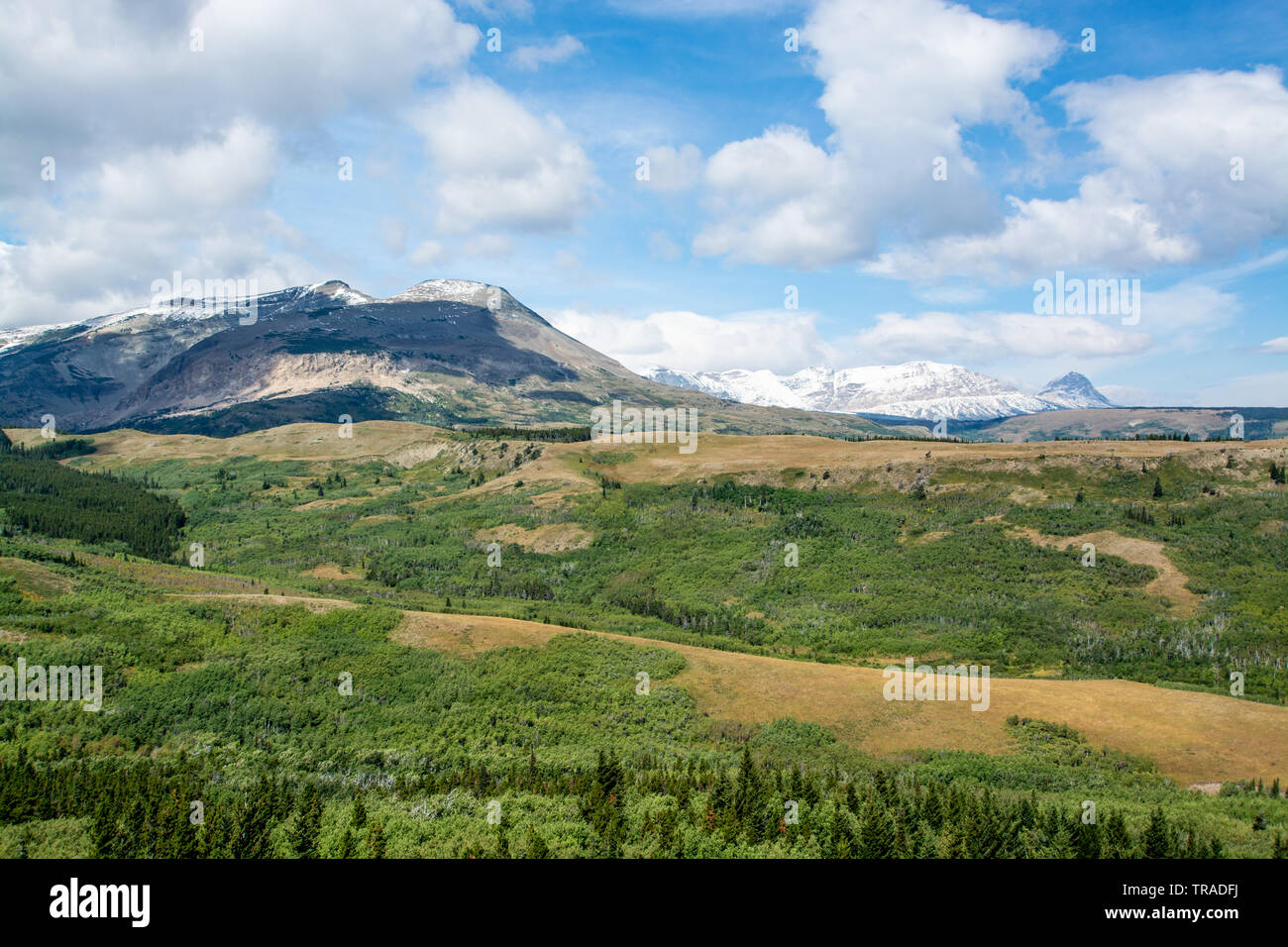 Glacier national park montana wild flowers hi-res stock photography and ...