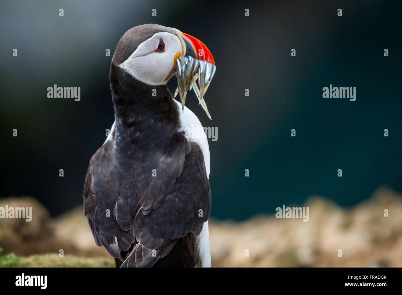 A Puffin with fish in its mouth on Skomer Island of the coast of Pembrokeshire UK Stock Photo