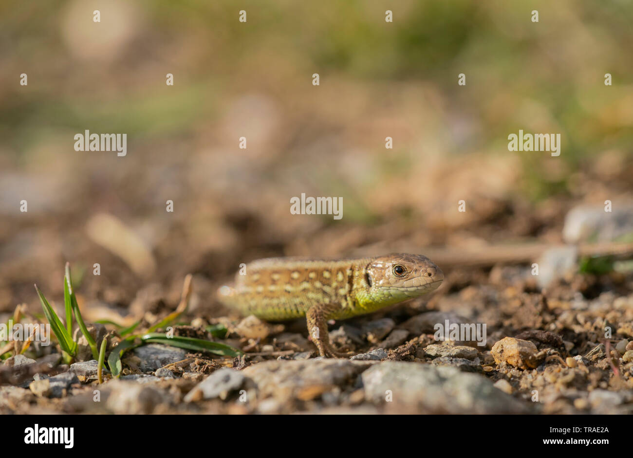 Sand lizard, Lacerta agilis, spring in Bulgaria Stock Photo