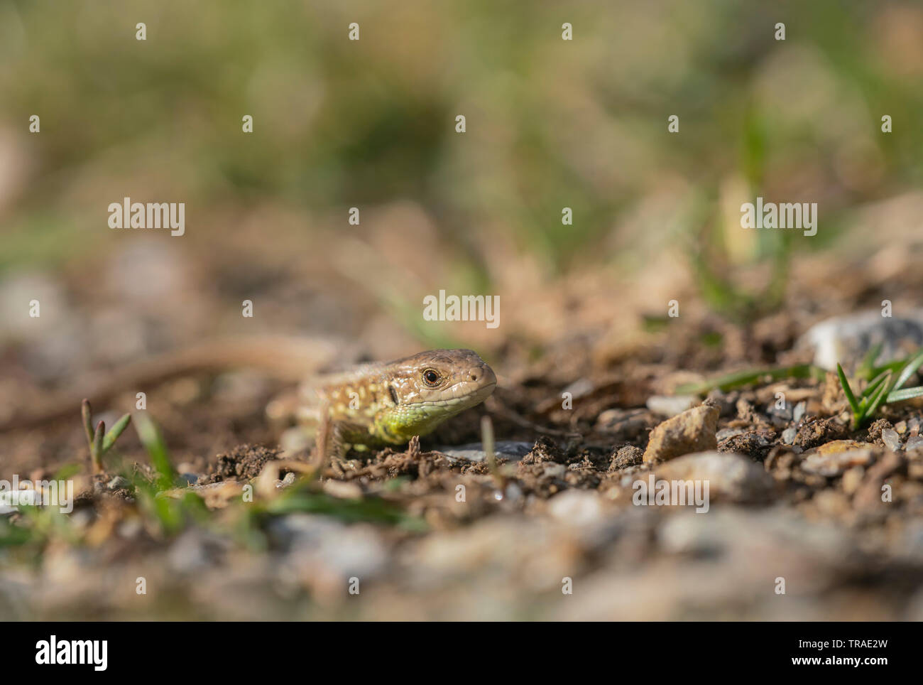 Sand lizard, Lacerta agilis, spring in Bulgaria. Stock Photo