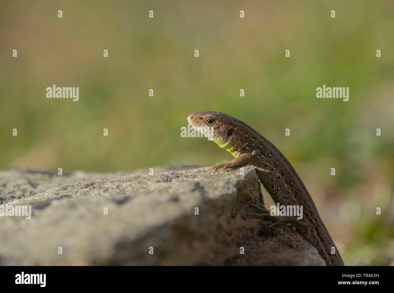 Sand lizard, Lacerta agilis, Bulgaria in spring. Stock Photo