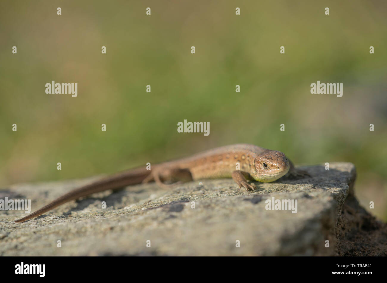 Sand lizard, Lacerta agilis, spring in Bulgaria. Stock Photo