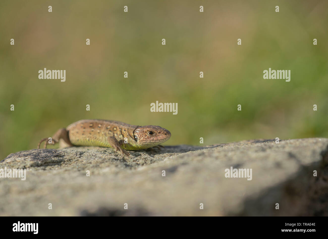 Sand lizard, Lacerta agilis Stock Photo
