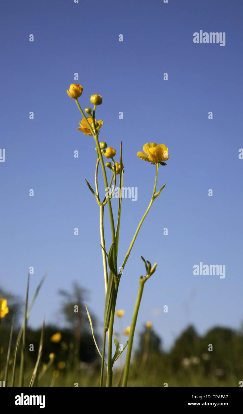 Smolensk Oblast High Resolution Stock Photography and Images Alamy