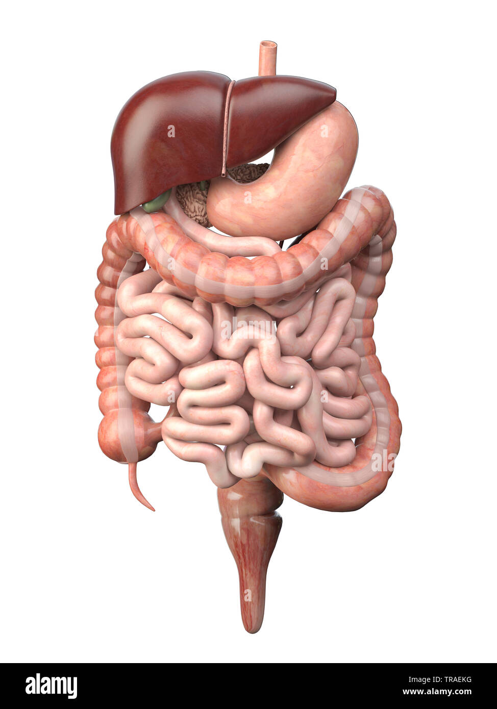 Human digestive system isolated on white background. Anatomy,  internal organs. 3d illustration Stock Photo