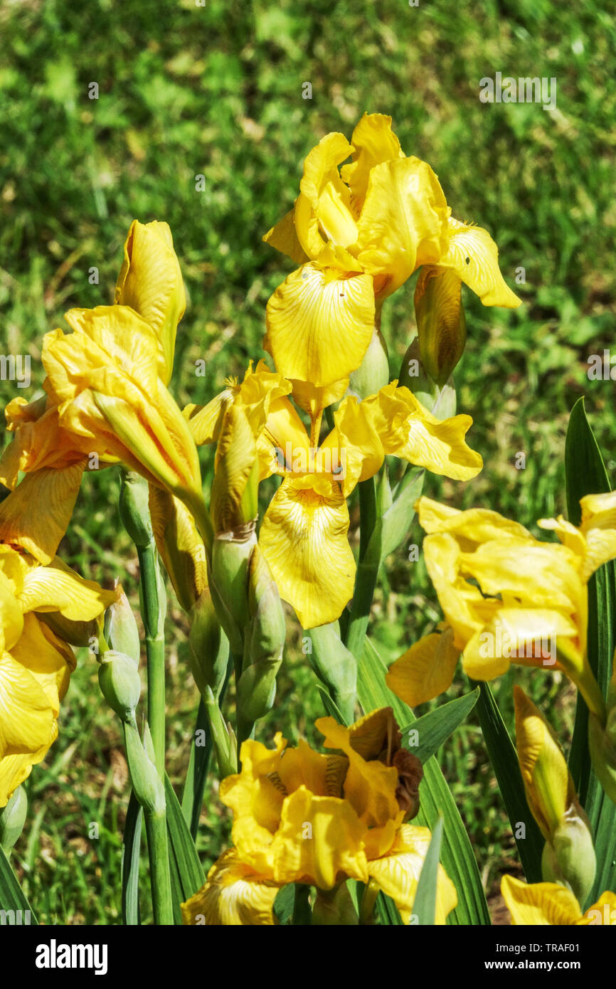 Yellow Iris 'Mrs. Neubroner', Irises, Tall Bearded Iris, beautiful garden flowers, perennial plant Stock Photo