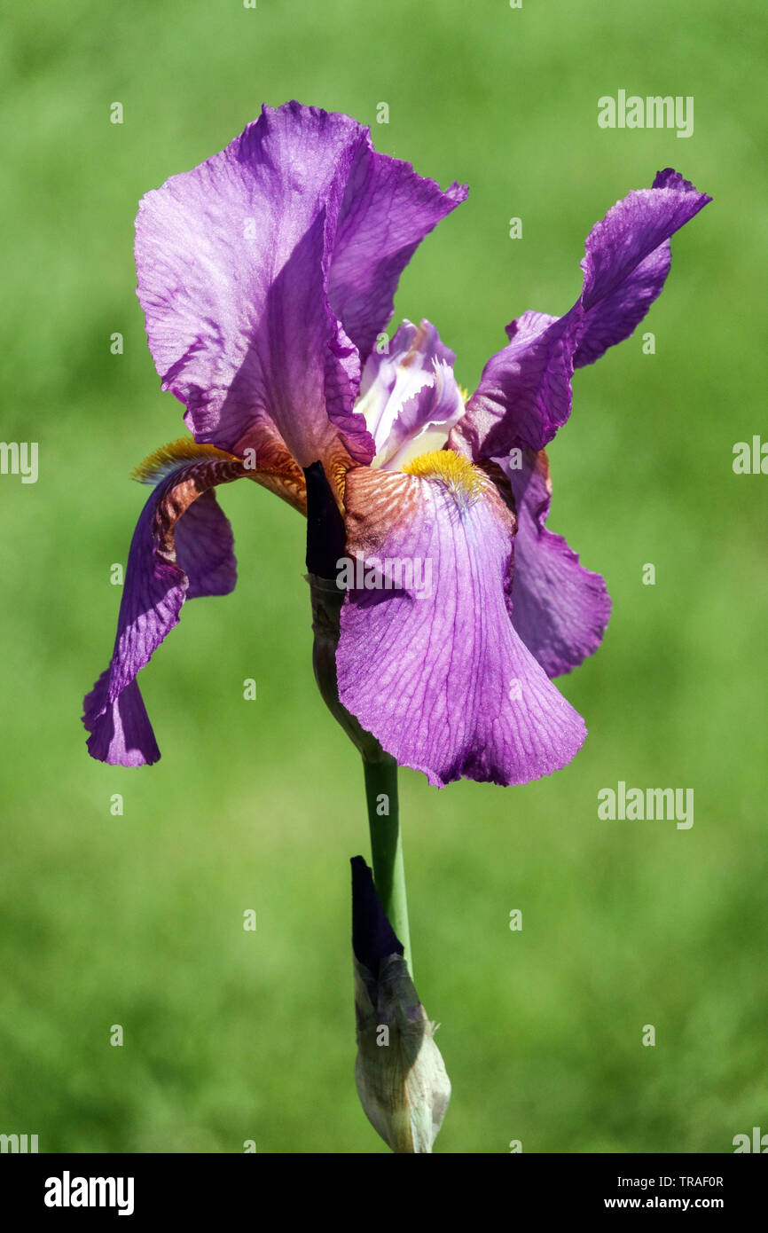 Purple Iris "Mulberry Rose", Irises, Tall Bearded Iris, beautiful