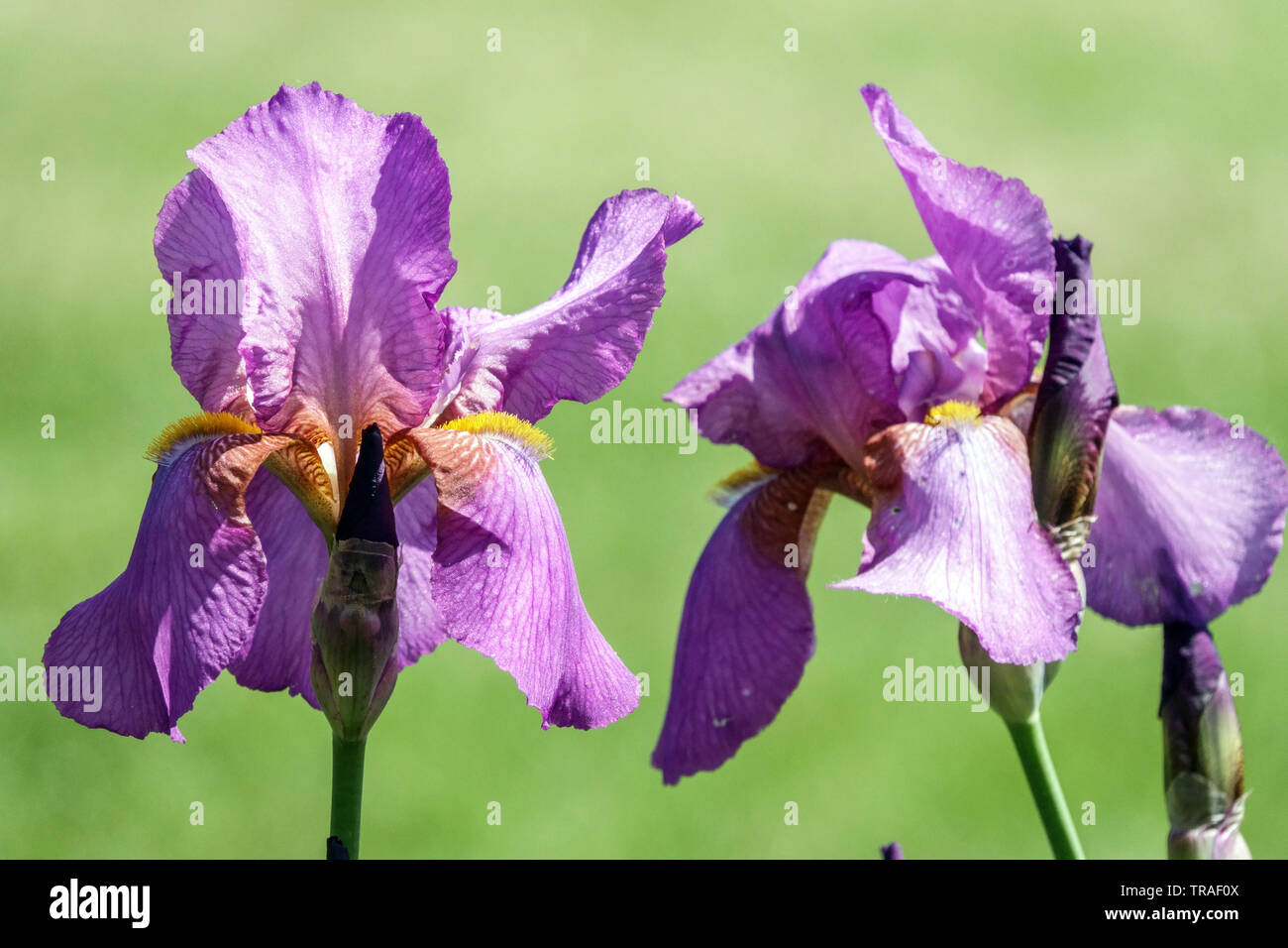 Purple Iris 'Mulberry Rose', Irises, Tall Bearded Iris, beautiful garden flowers, perennial plant Stock Photo