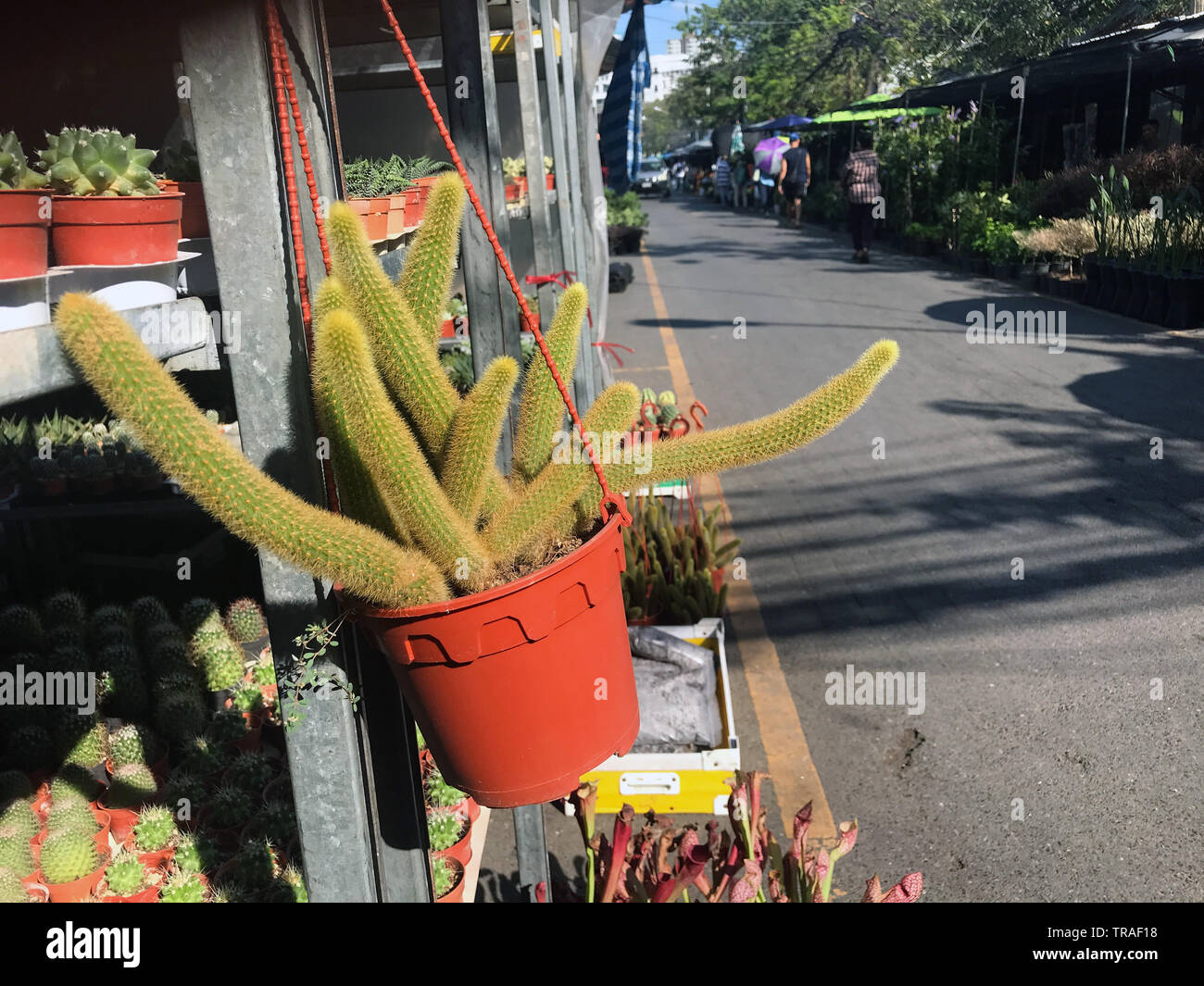 A Cactus In Pot Hang On Stall At Chatuchak Market Bangkok Thailand The Flower And Plants Market Stock Photo Alamy A Cactus In Pot Hang On Stall At Chatuchak Market Bangkok Thailand The Flower And Plants Market Stock Photo Alamy