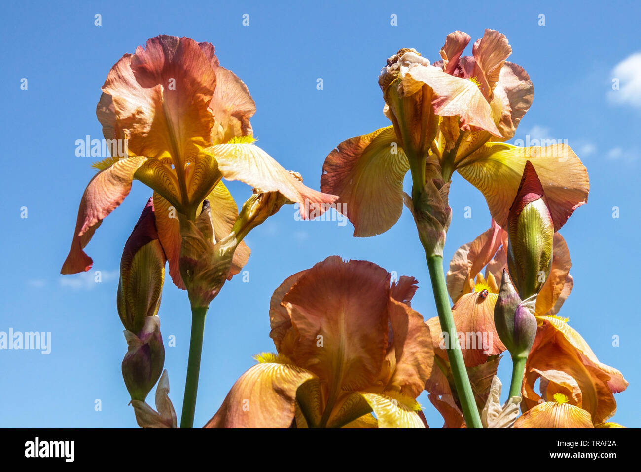 Orange Iris "Caribbean Treasure", Irises, Tall Bearded Iris, beautiful garden flowers, perennial