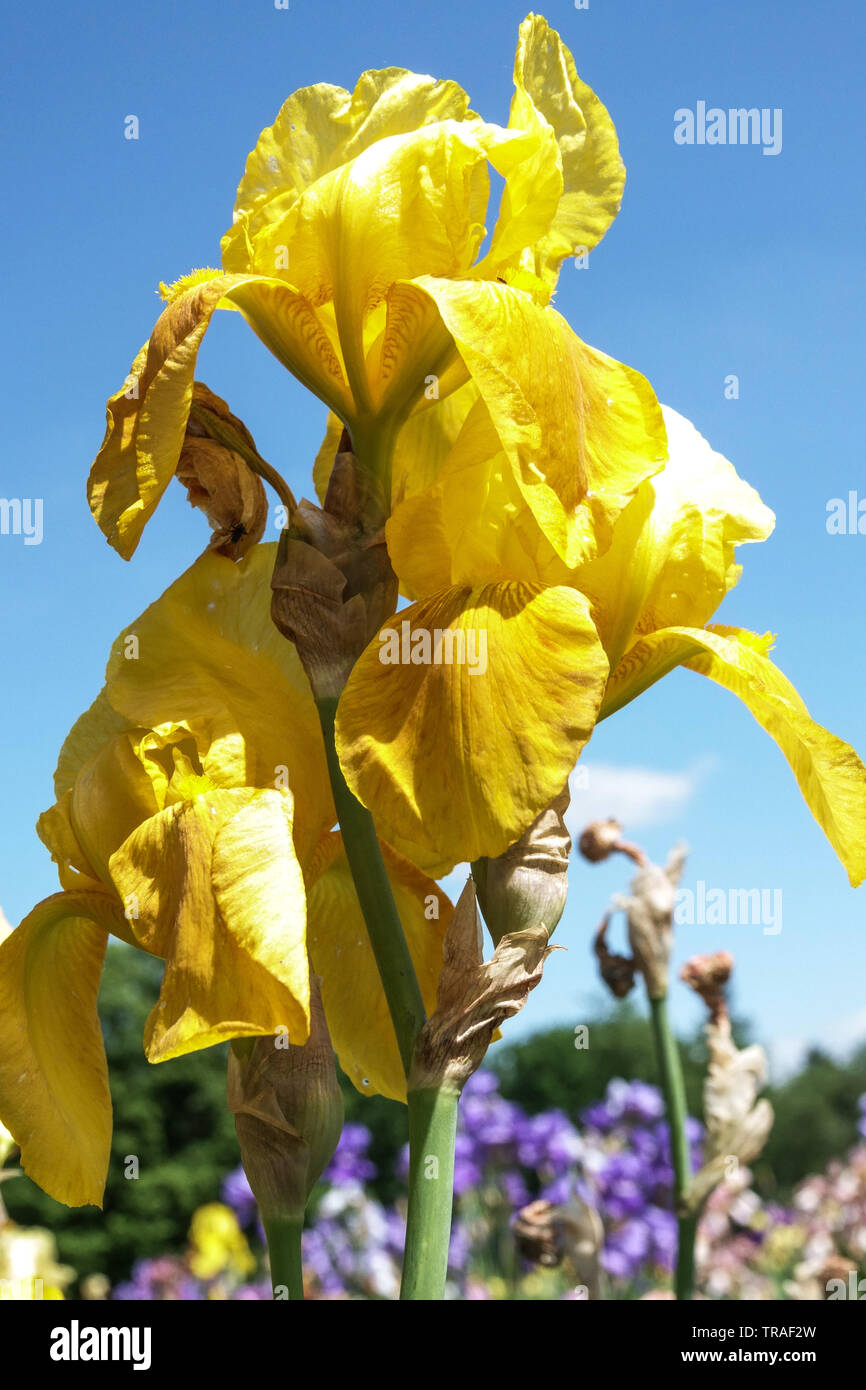 Yellow Iris 'Flare', Irises, Tall Bearded Iris, beautiful garden flowers, perennial plant Stock Photo
