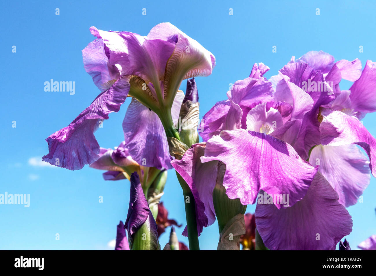 Purple Iris "Pink Plume", Irises, Tall Bearded Iris, beautiful garden