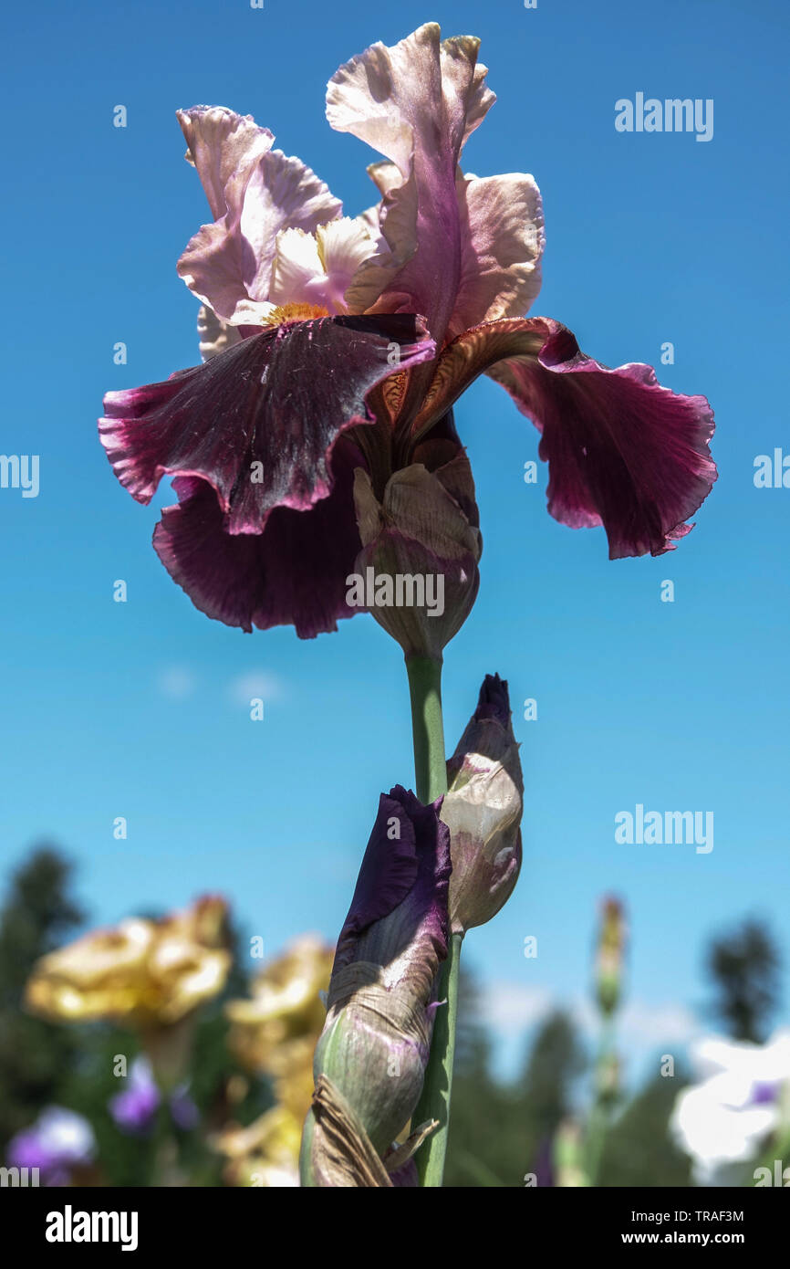 Iris 'Pass the Wine' Irises, Tall Bearded Iris, beautiful garden
