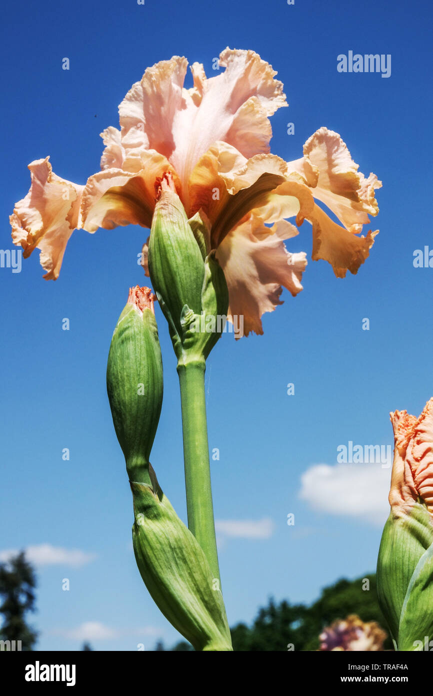 Peach Iris 'Epiphany', Irises, Tall Bearded Iris, beautiful garden flowers, perennial plant Stock Photo