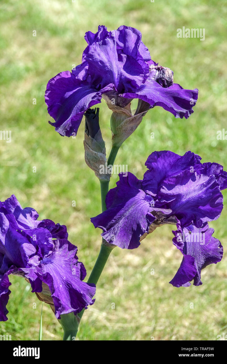 Tall bearded Iris flower blue 'Thunder Mountain', Irises beautiful garden flowers, perennial plant Stock Photo