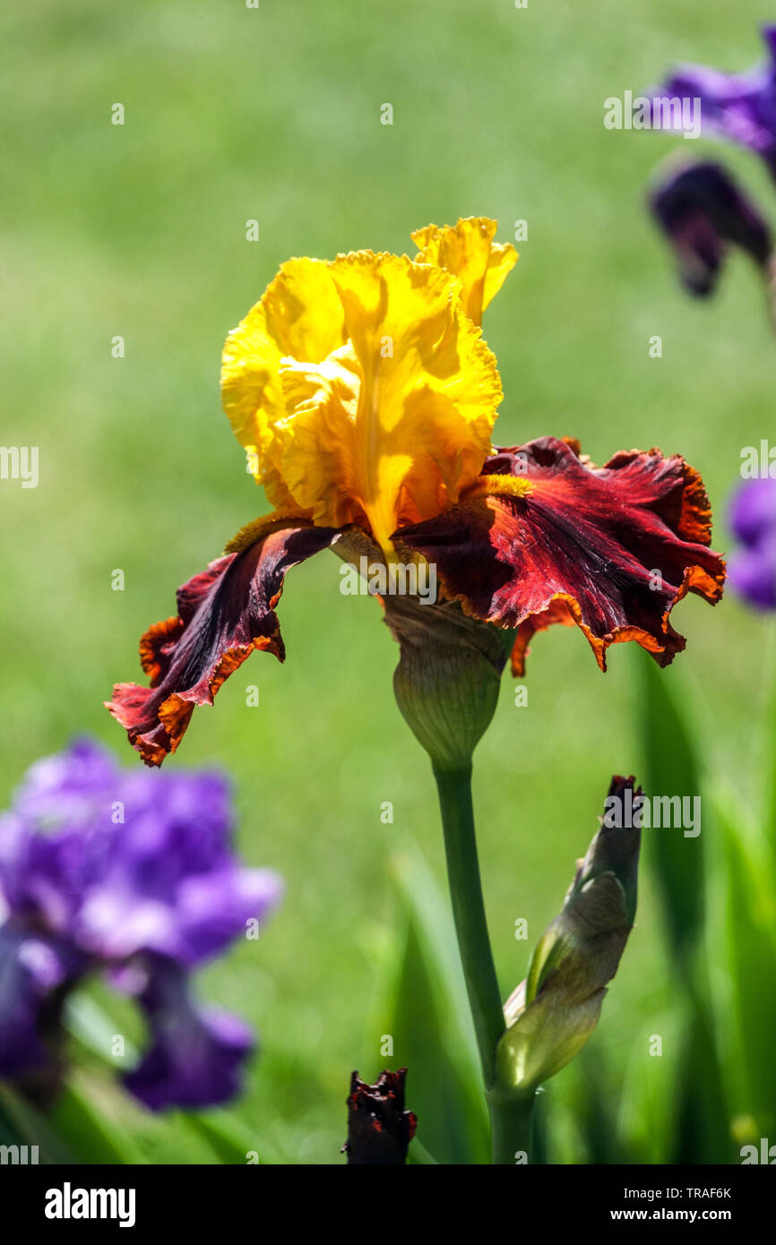 Orange Iris 'Fiesta Time', Irises, Tall Bearded Iris, beautiful garden flowers, perennial plant Stock Photo