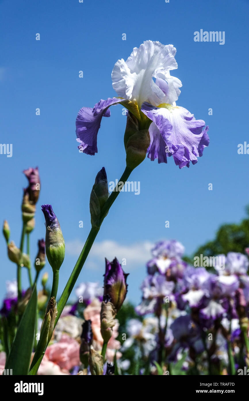 Blue White Iris 'Ruffled Ballet', Irises, Tall Bearded Iris, beautiful garden flower, perennial plant, blue sky Stock Photo