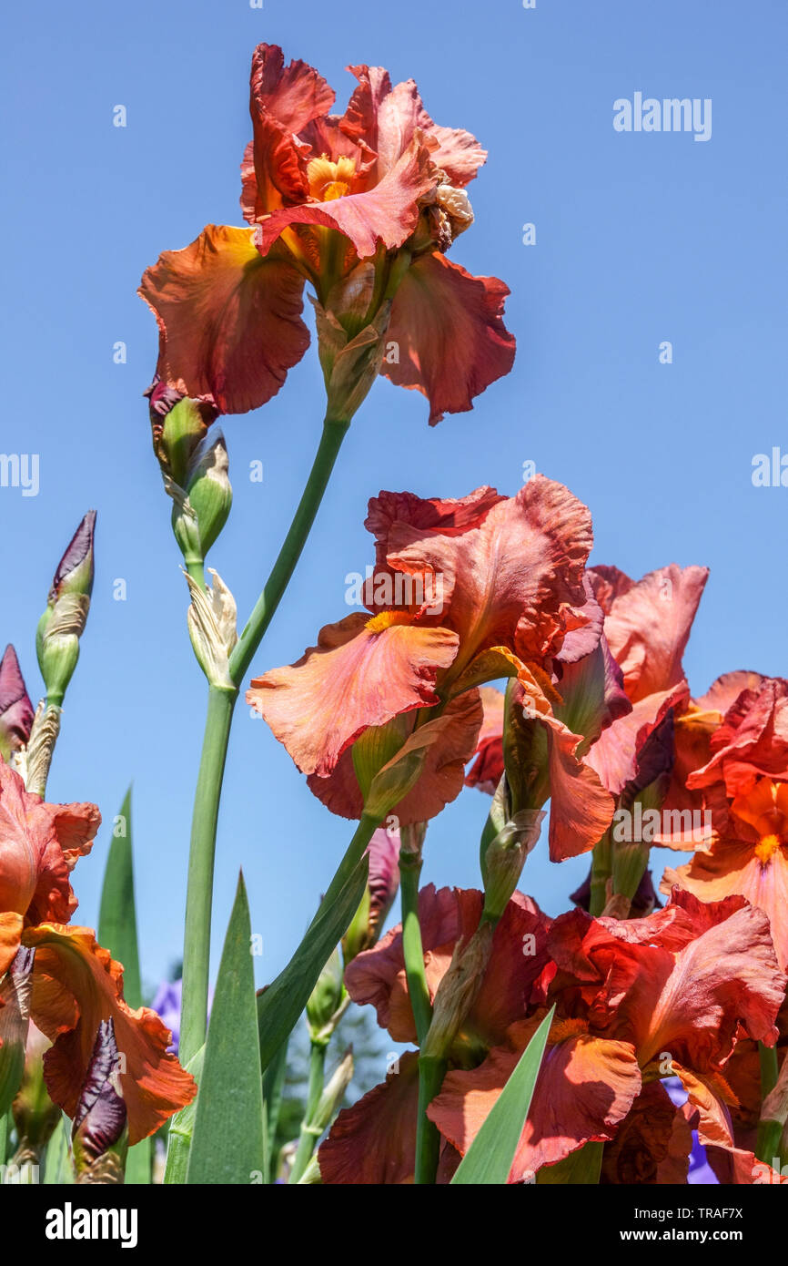 Tall Bearded Iris flowers 'Gracie Pfost' Irises, beautiful garden, Red cooppery rose blooms against blue sky Stock Photo