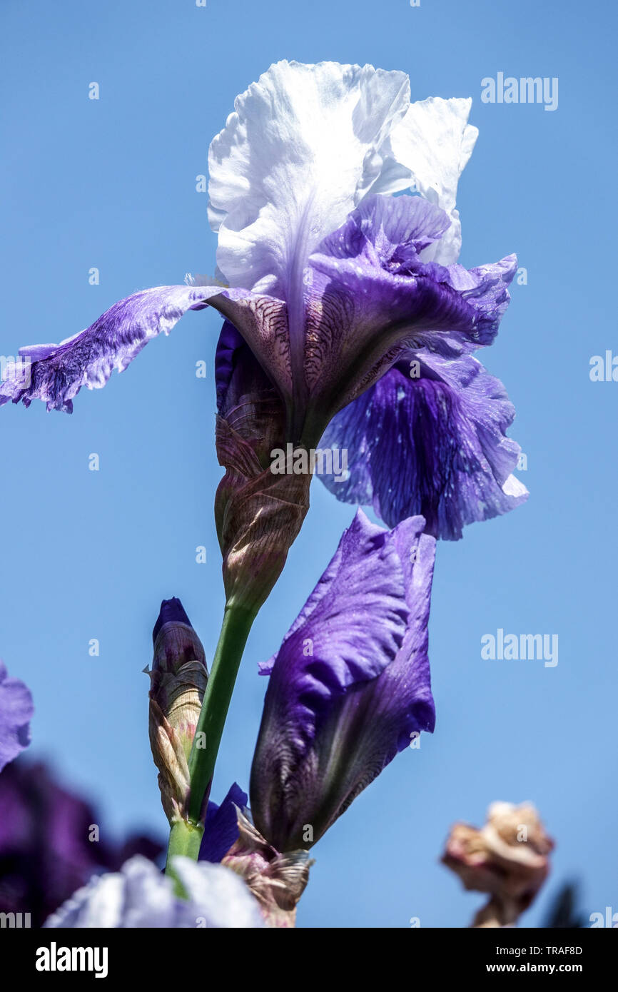 Blue Lavender color Iris "Miss Indiana", Tall Bearded Iris Stock Photo