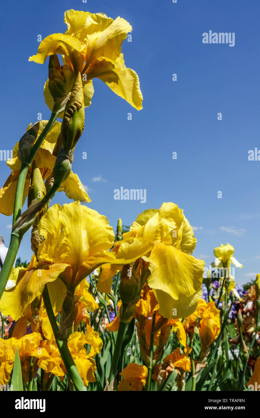 Yellow Iris flower 'Granada Gold', Irises flowers, Tall Bearded Iris, beautiful garden flowers, perennial plant Stock Photo