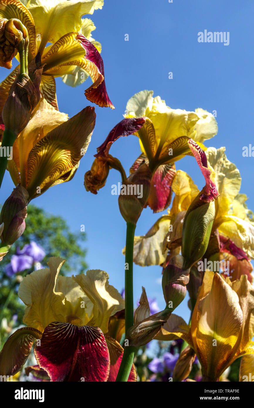 Orange Yellow Iris 'Oural', Irises, Tall Bearded Iris, beautiful garden flowers, perennial plant Stock Photo