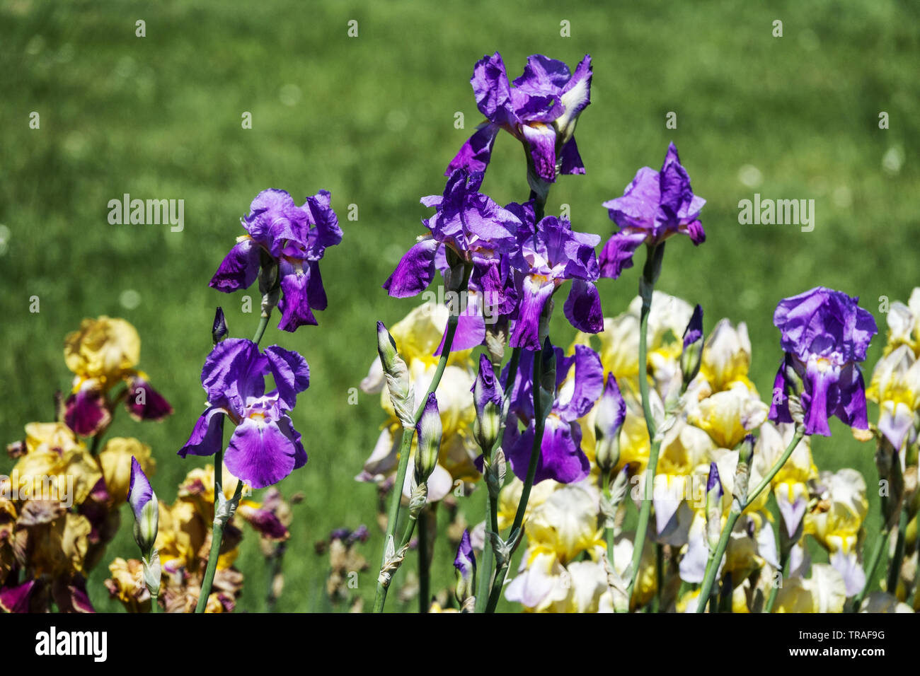 Iris, Mixed Irises, Tall Bearded Iris garden flowers, colorful  perennial plant Stock Photo