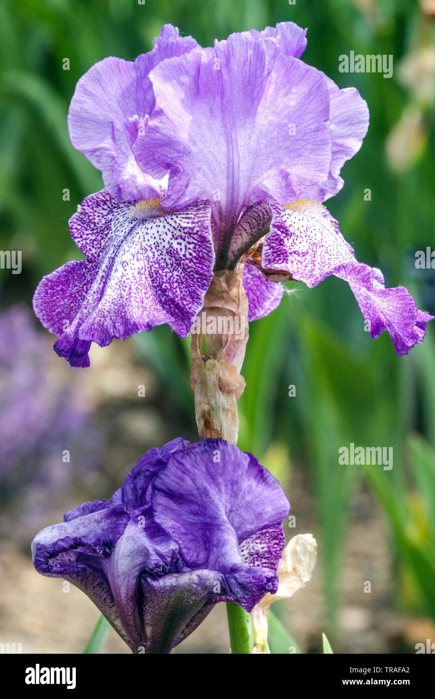 Iris "Purple Pepper", Irises, Tall Bearded Iris, beautiful garden